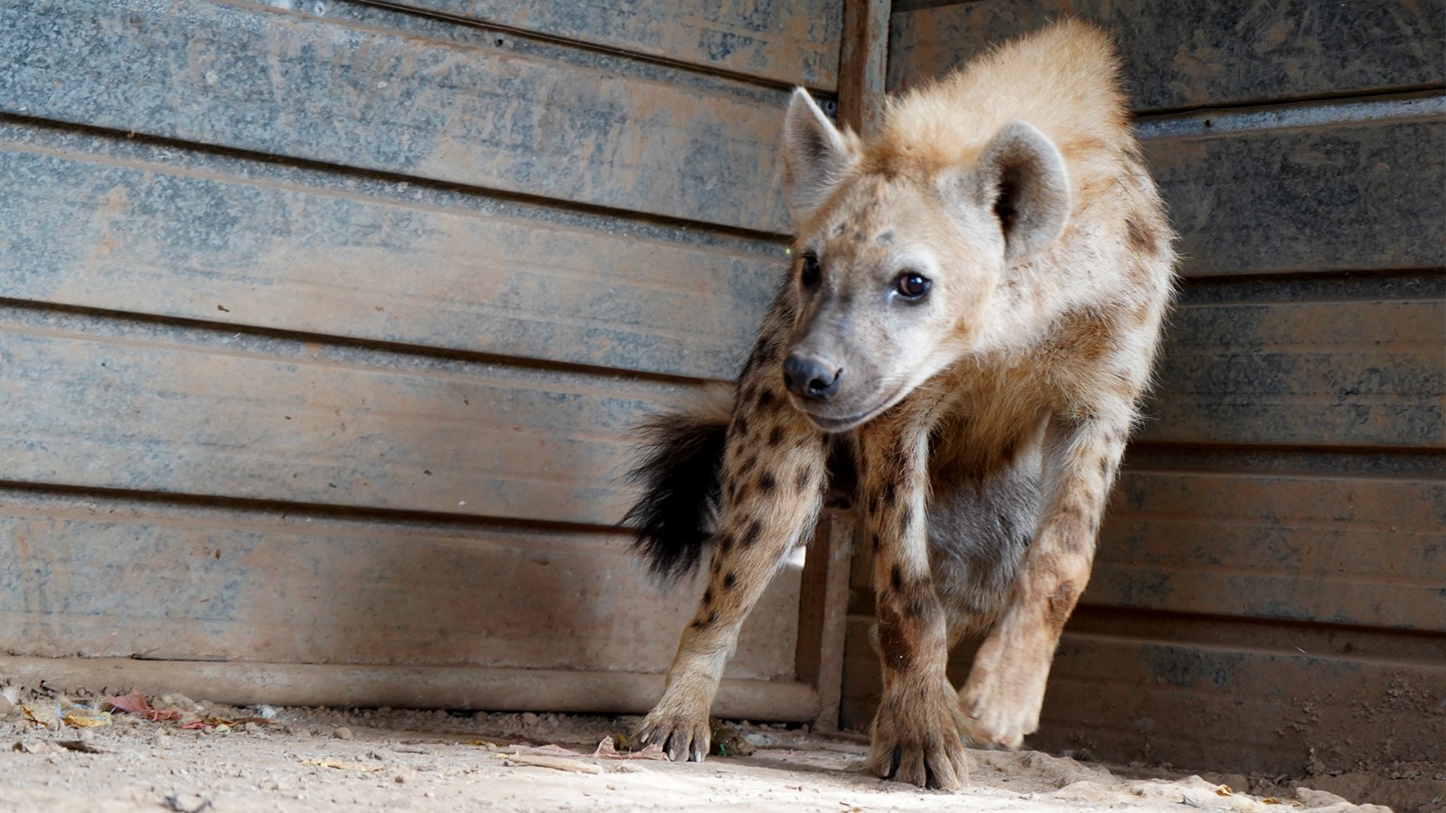 Parc animalier